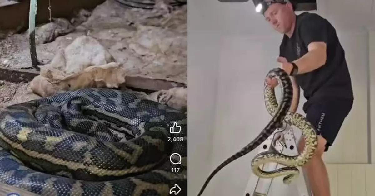 天花板狂漏水 澳女請水電工檢修驚揭是「蛇尿」網民驚呼：房子不能要了！