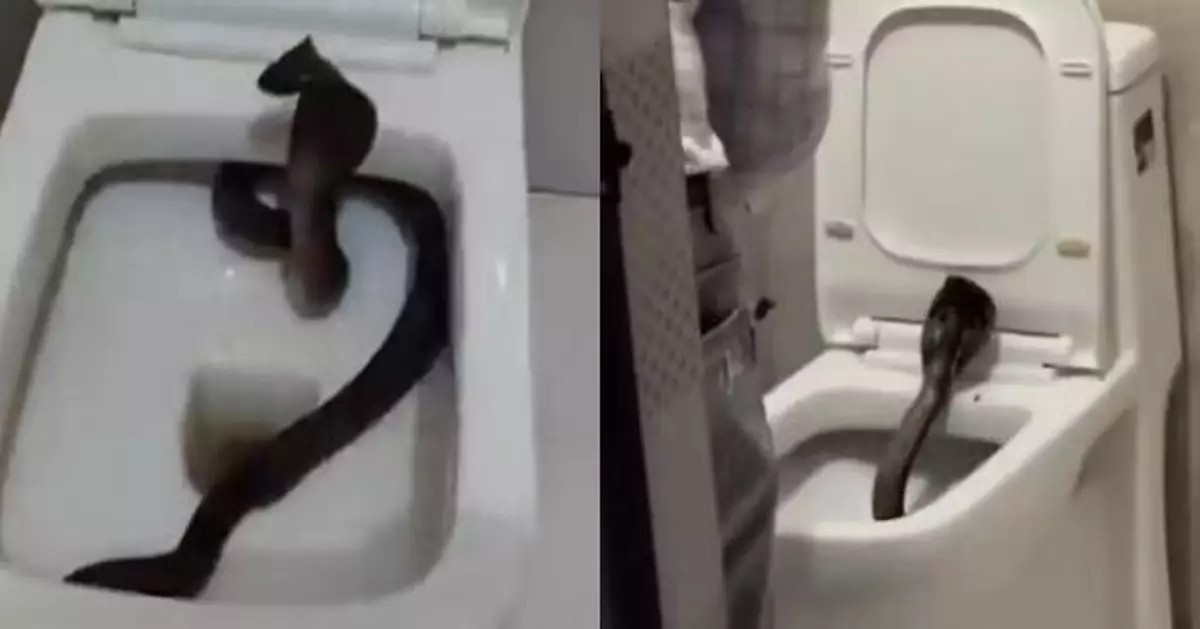 印度酒店驚現「不速之客」 1.5米長毒蛇潛伏馬桶與房客對峙「嘶嘶叫」