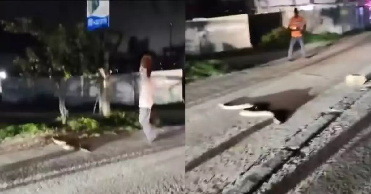 印度街頭現巨蟒冇人管 居民怒搬巨石砸傷仍緊追不捨 網民反應兩極