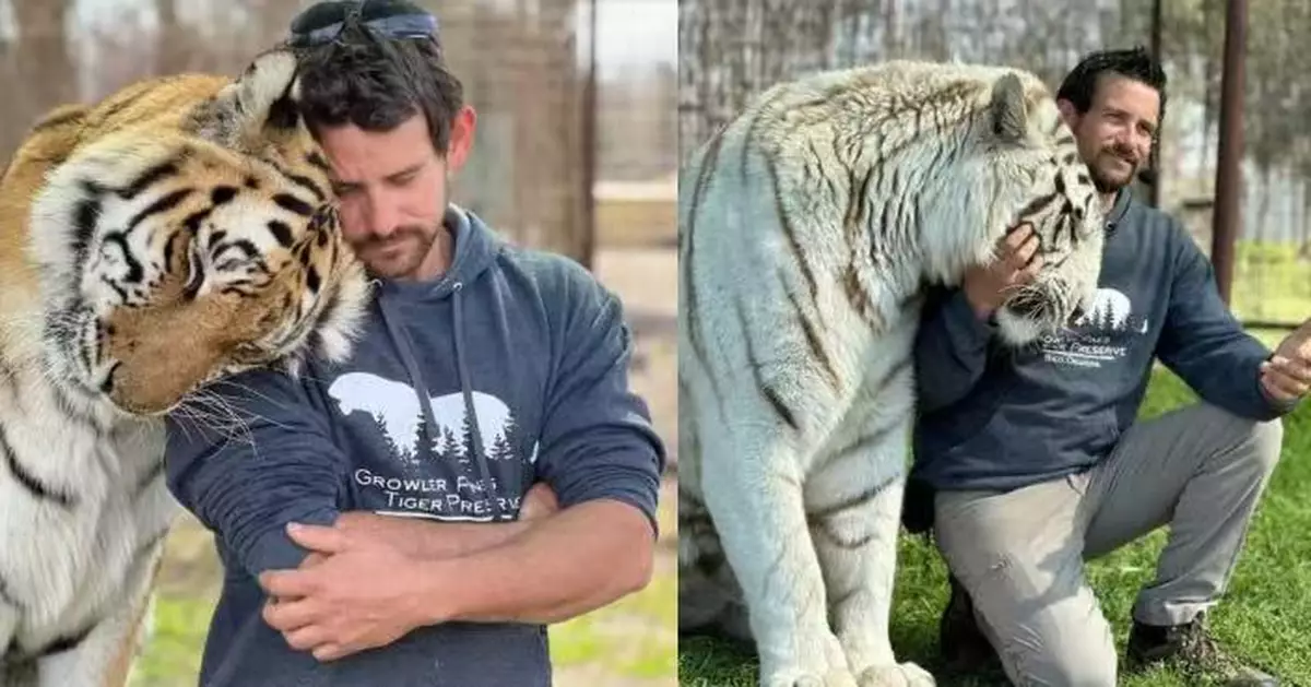 美馴虎師舞台上遭猛虎撲殺身亡 動保團體籲終止馴獸演出