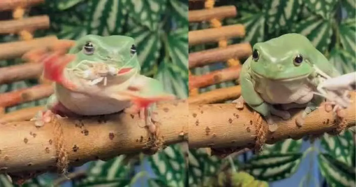 忘記點食飯？樹蛙亂揮爪子重心不穩跌落樹枝萌翻全場