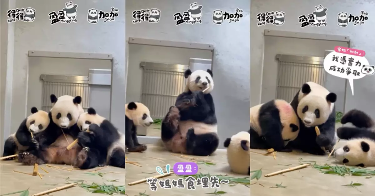 盈盈三母子「熊貓三文治」溫馨畫面曝光 惟親情難敵美食見竹即「反面」