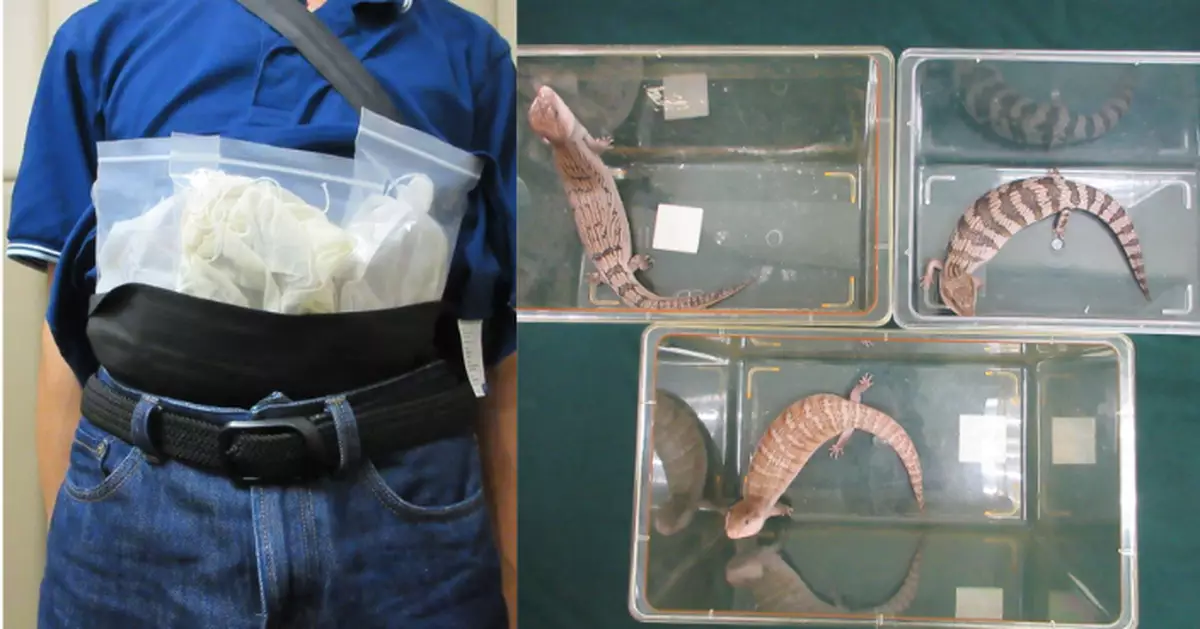 落馬洲入境旅客腰纏三隻活蜥蝪過關被捕