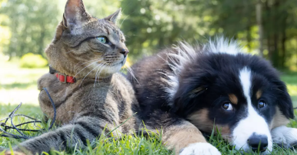 一句「管好你隻貓」引爆！紐約老婦持信號槍射鄰居 被控傷人不認罪