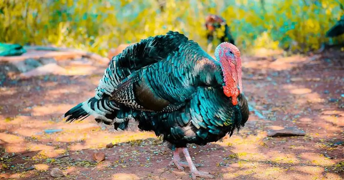 波蘭北部爆H5N1禽流感 當局撲殺數千隻家禽