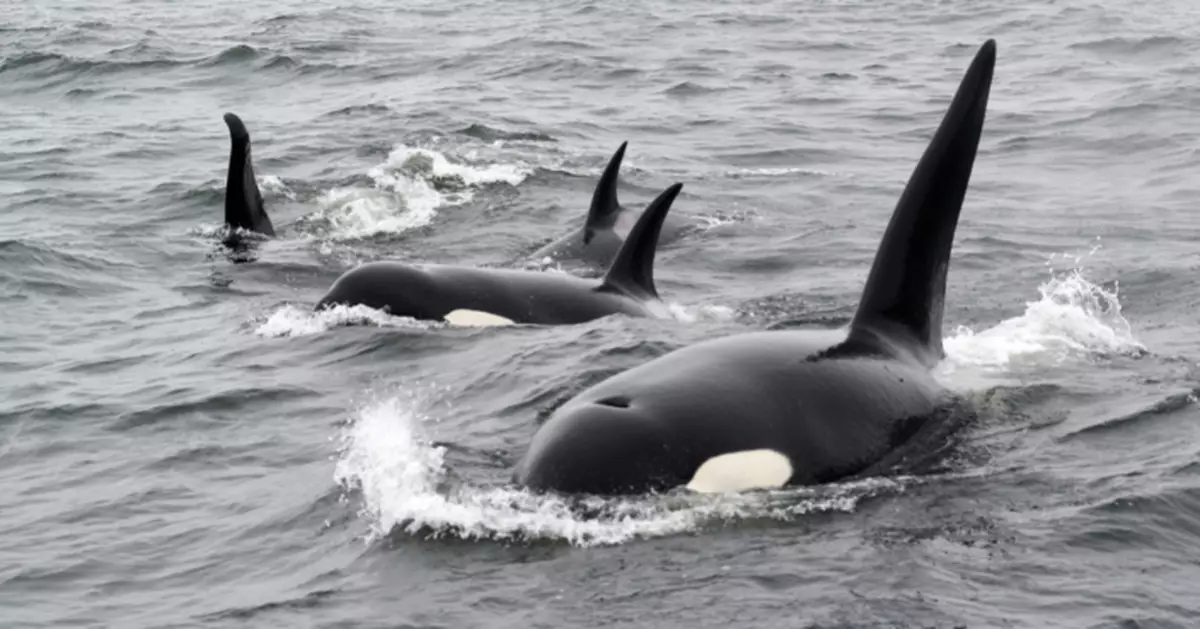 葡萄牙曳仔虎鯨「組隊」撞船 專家指非攻擊純貪玩