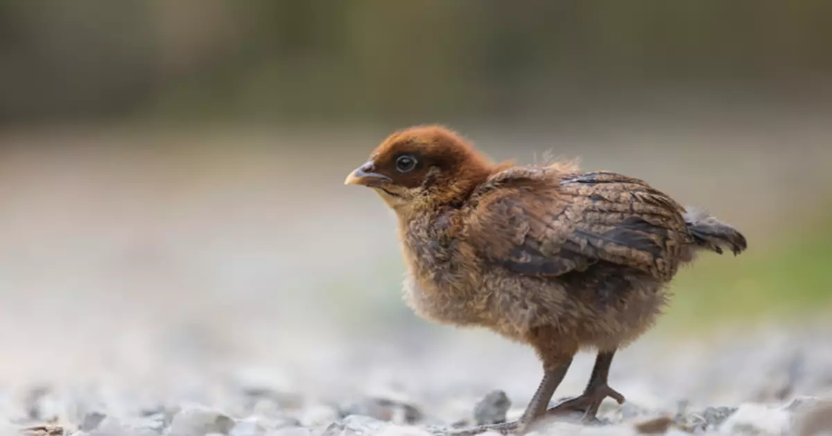 美10歲女賣小雞賺1.5萬收支票無法兌現 遭銀行凍帳一年