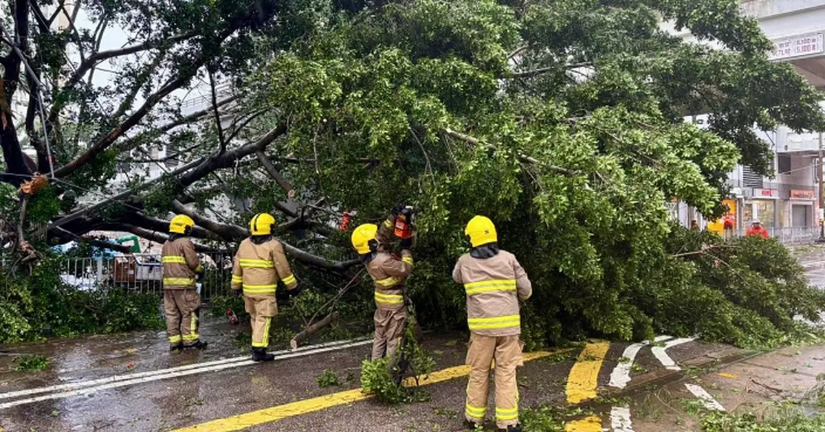 風暴樺加沙 | 多條露天路段塌樹  港鐵：東鐵綫等需長時間搶修 籲市民勿急出門