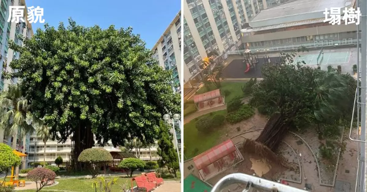 愛民邨半世紀老樹強颱下被吹倒 房署嘗試培育枝條盼栽種新樹苗