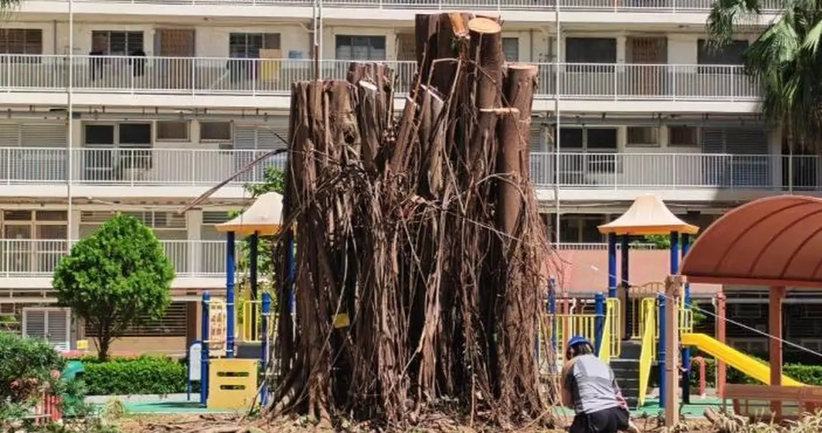 何永賢：被吹倒印度橡樹已回復原位 全力守護愛民邨集體回憶