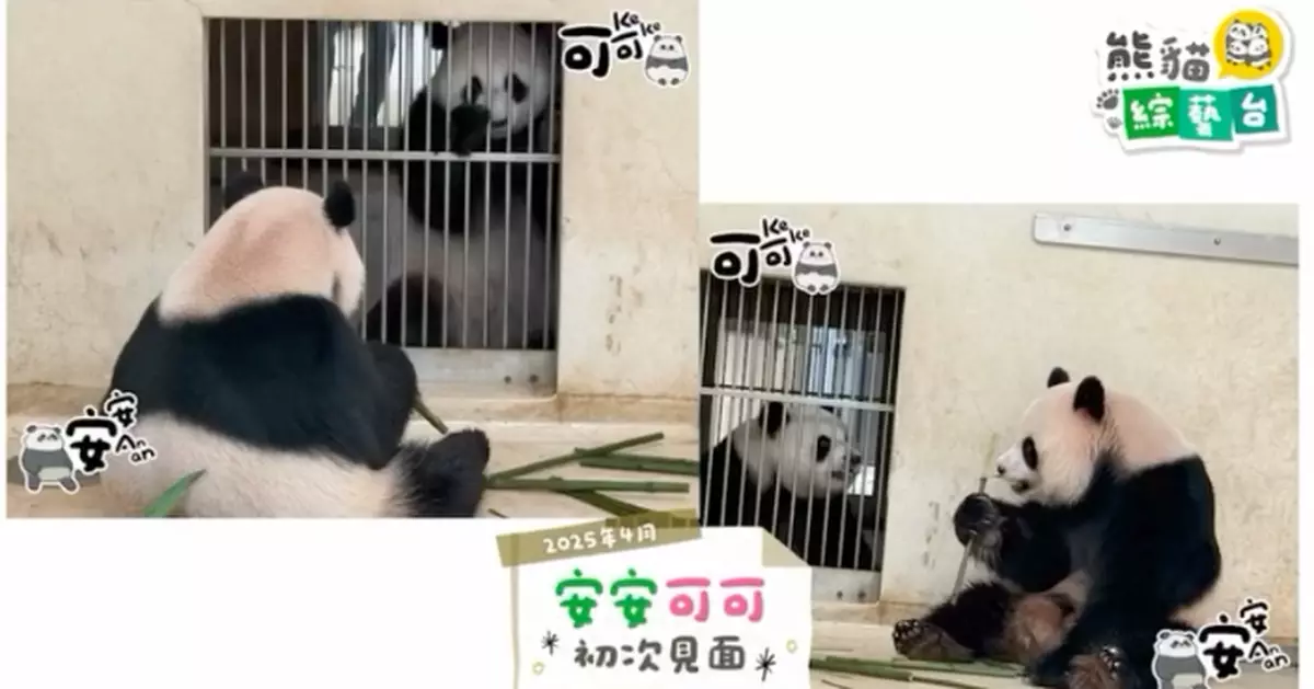 「安安可可」移居香港快一年 海洋公園發布短片重溫生活點滴