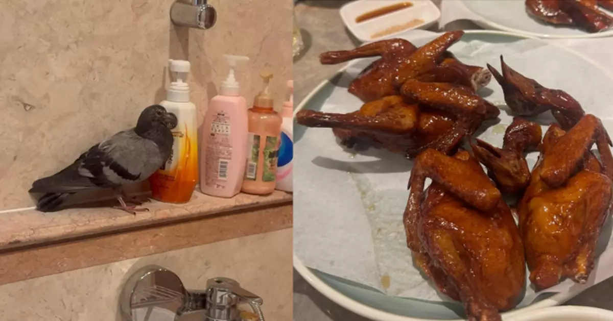 鴿子突闖浴室！港女po文搞笑配乳鴿相 網民嚇壞：好多蝨同寄生蟲