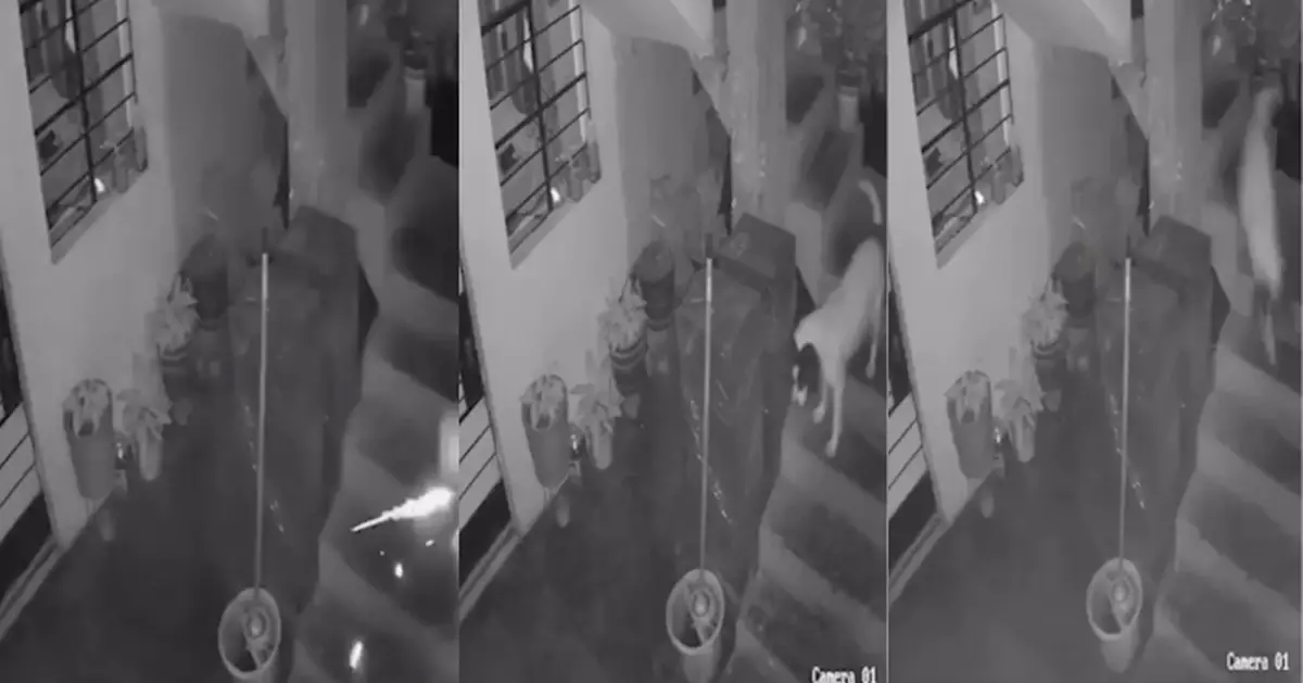 飼主疑遭報復 秘魯忠犬捨身咬爆彈勇救全家 監視器直擊驚險瞬間