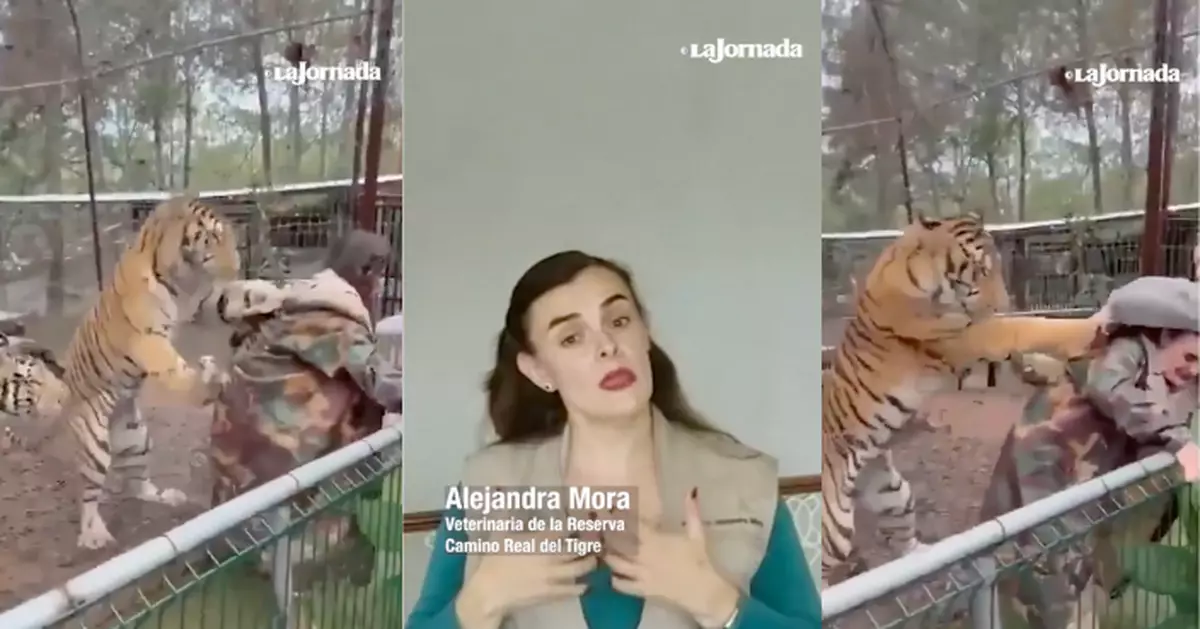 墨西哥動物園老虎突撲獸醫 驚險瞬間影片瘋傳　園方強調「零受傷」​​