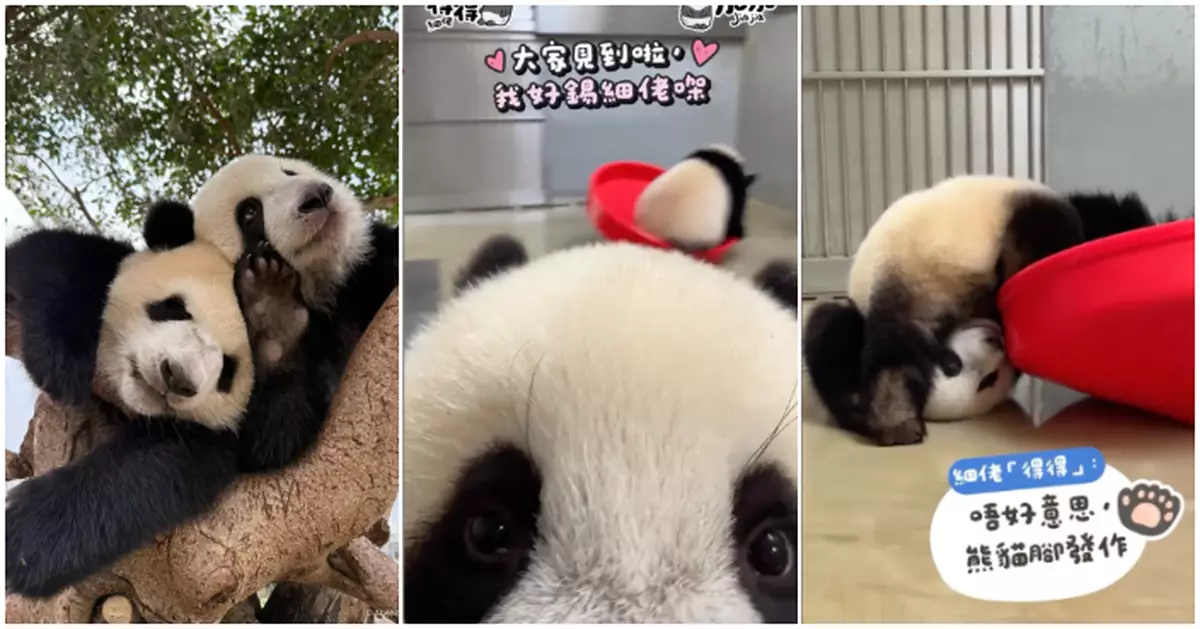 家姐唔易做！「得得」為爭「狂野龍捲風」使出無影腳  「加加」佛系寵弟抵讚