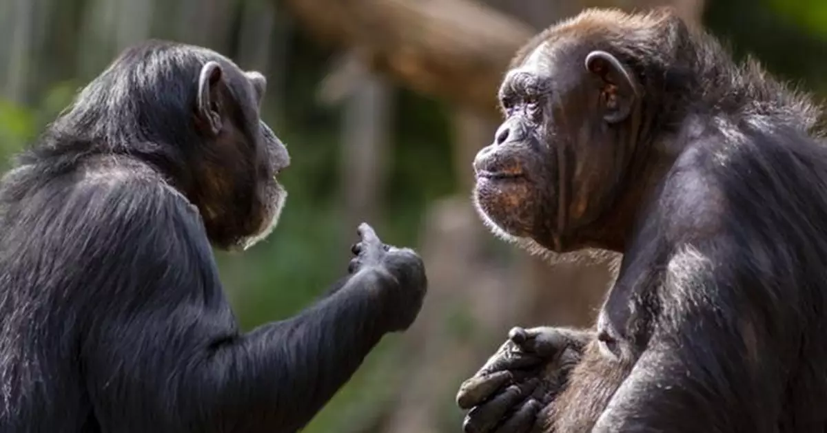 靈長類祖先遺傳？黑猩猩藉水果日飲14克酒精 或揭人類酒精代謝之謎