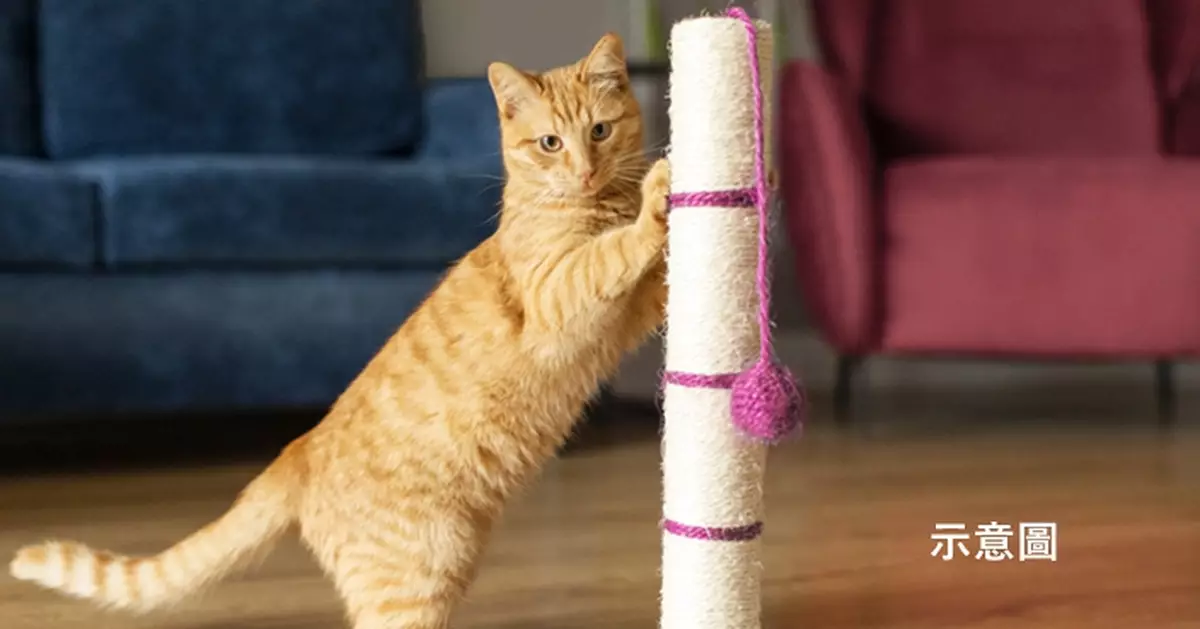 跳鋼管舞「遇襲」！澳女舞者遭寵物貓躍起偷襲敏感部位勁尷尬