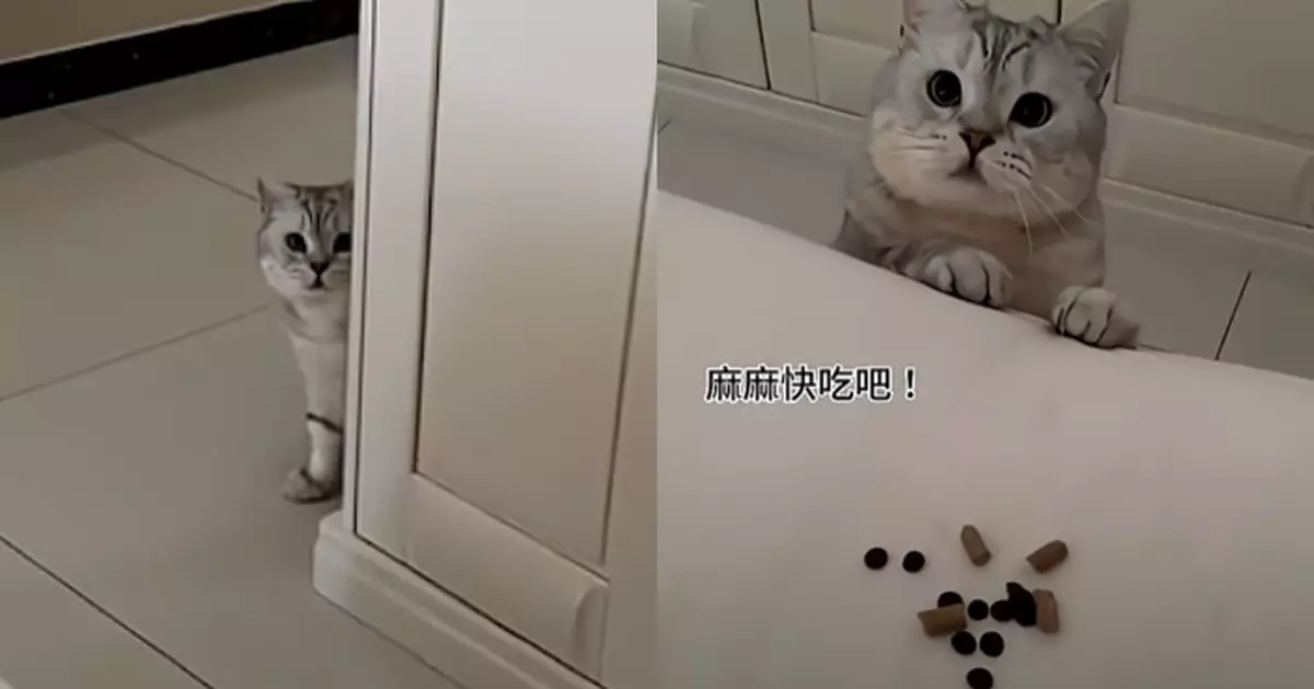 飼主身體不適睡一天 乖巧貓咪擔憂送上貓糧：我的食物分給你吃