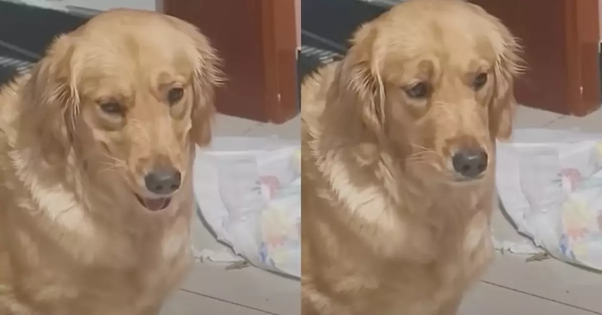 金毛搗亂拆家捱罵「諂媚微笑」求原諒 下秒遭飼主表情嚇到急收笑容