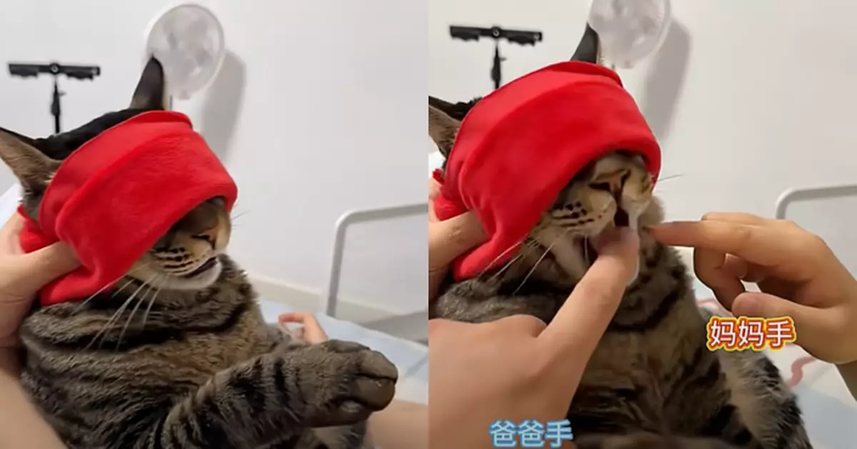 貓仔都偏心！蒙眼認主人測智商 男飼主次次被咬 差別待遇超明顯！