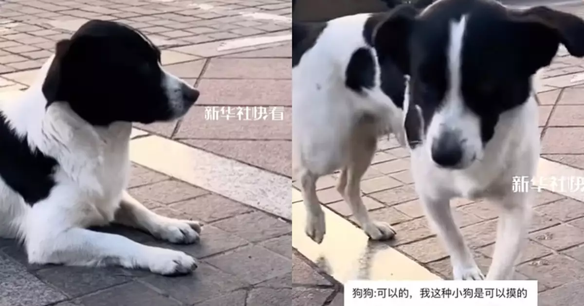 女子想摸狗不敢伸手講1說話 溫柔流浪狗似聽得明竟主動靠近