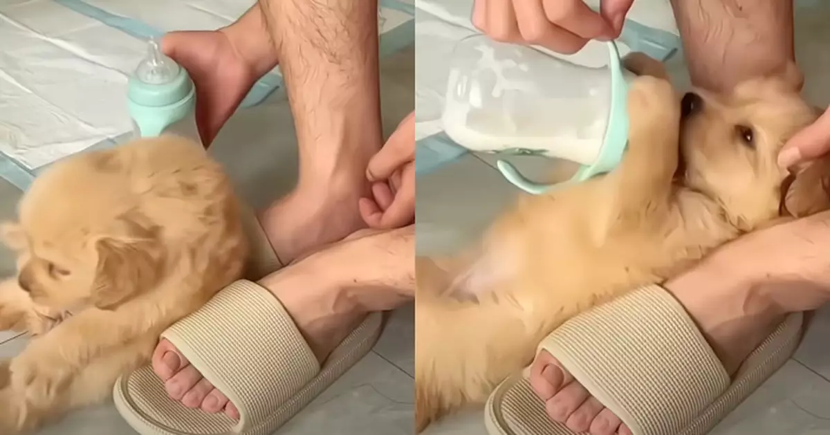 男飼主當臨時奶爸 狗BB枕腳背當床飲奶超有愛 網民：看到狗狗對主人的信任