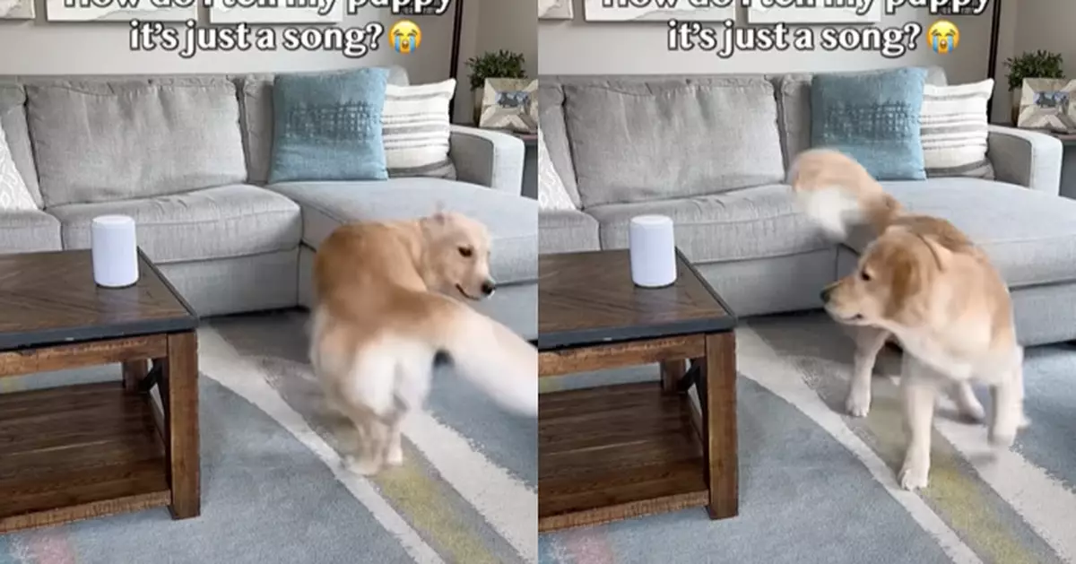 有片！網紅金毛聽歌聽到1詞語即瘋狂轉圈！飼主笑翻：那不是指令