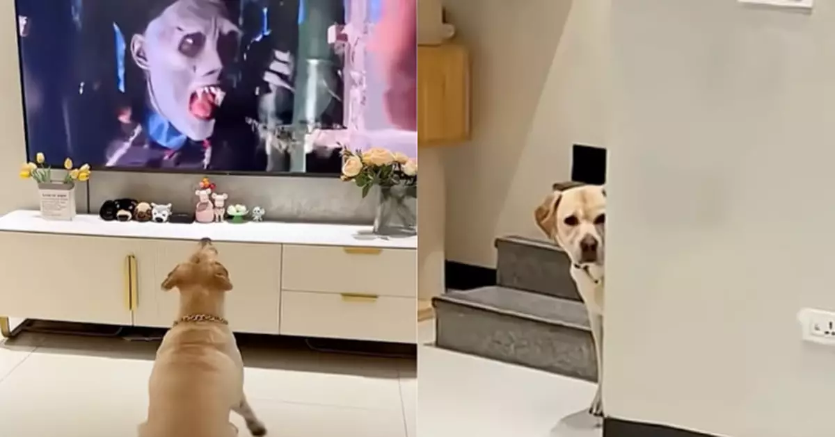 膽小狗狗睇恐怖片 見殭屍嚇到躲牆角 快播完先探出頭：它走了嗎