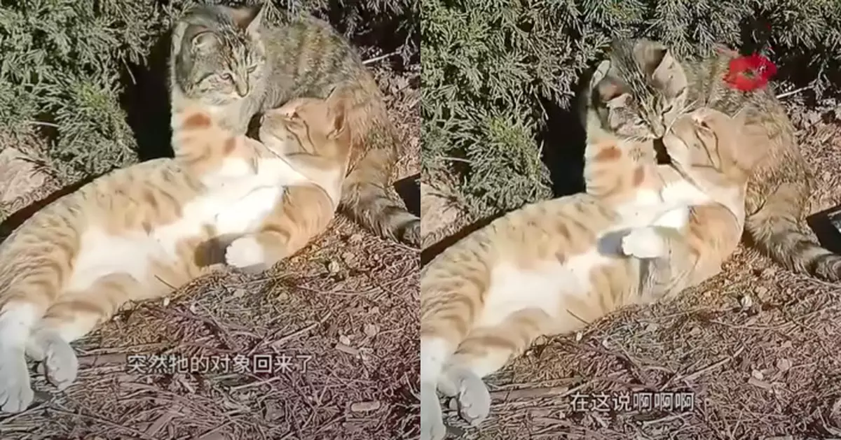 橘貓霸總式宣示主權 狂親虎斑貓老婆 見路人尖叫拍照極速分開