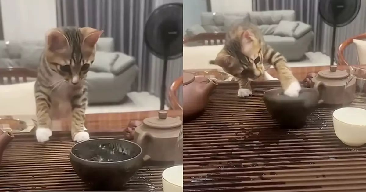 好奇害死貓！手賤貓貓屢碰熱茶杯勸不聽 摸到即嚇到後退：燙死了！