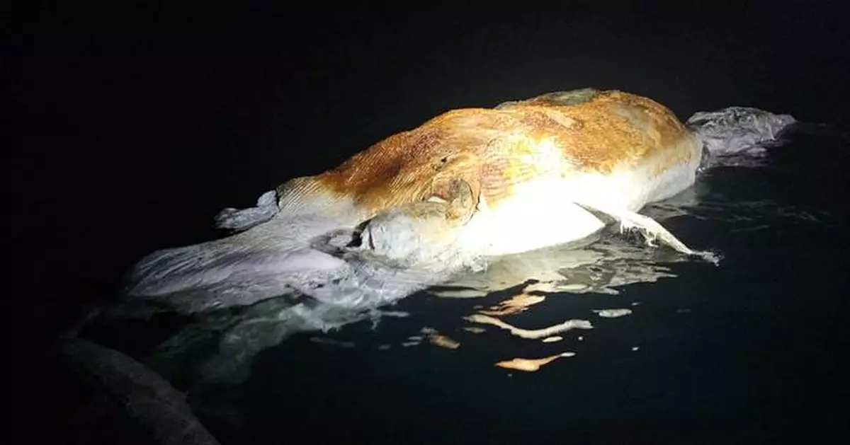 大鵬灣發現十米鬚鯨屍體 漁護署聯同海洋公園調查