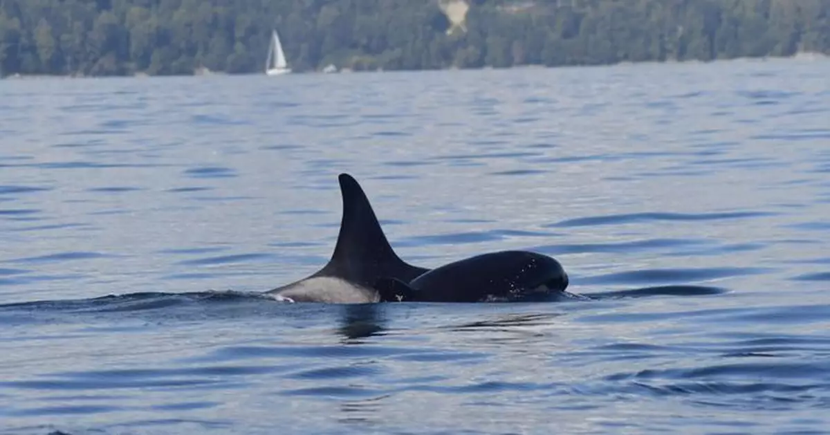 幼鯨夭折臍帶仍未脫落 母鯨不捨離棄頂遺體伴游令人心碎