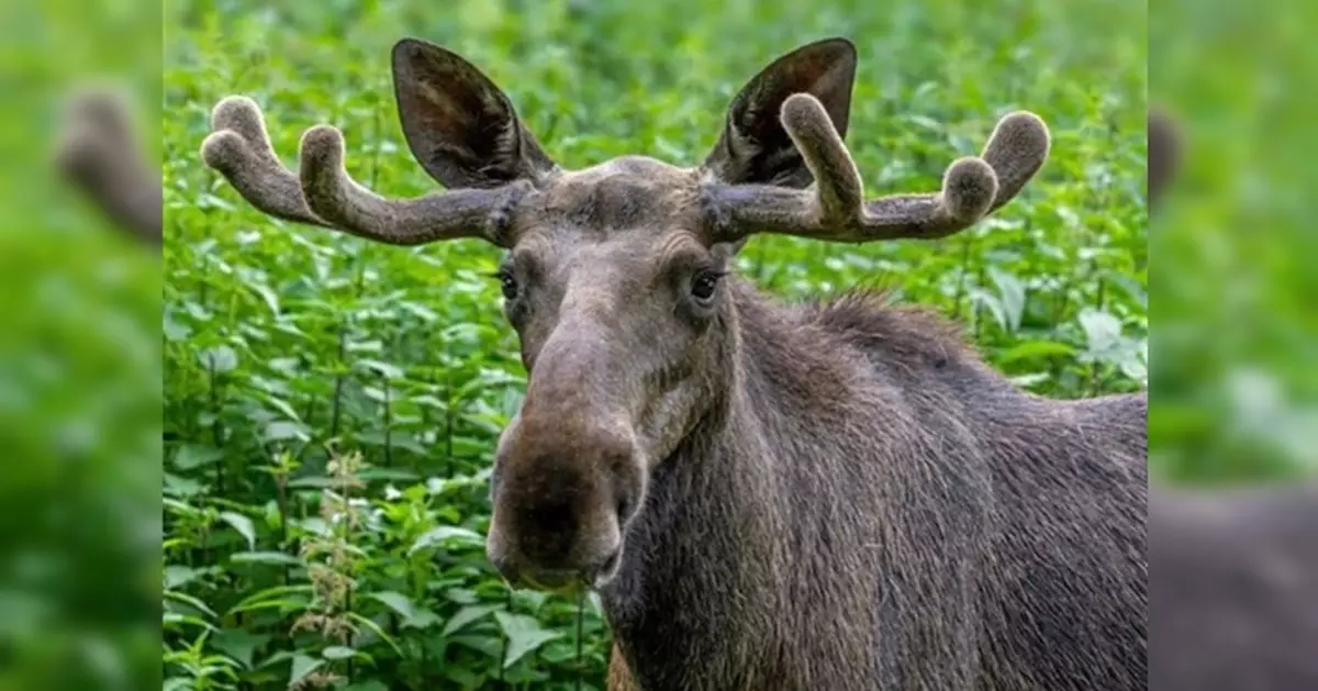 漫遊中歐數國成名 網紅駝鹿奧地利被捕後野放邊境