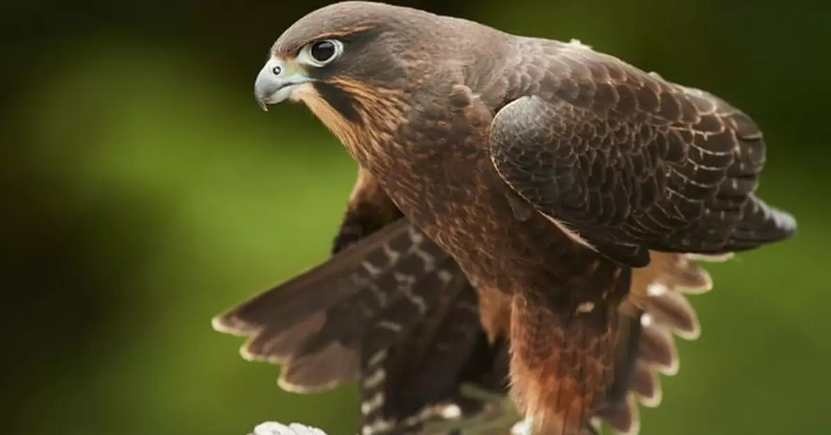 全民投票推動保育！紐西蘭年度鳥兒選拔大賽冠軍揭曉  冷血殺手獵鷹奪冠
