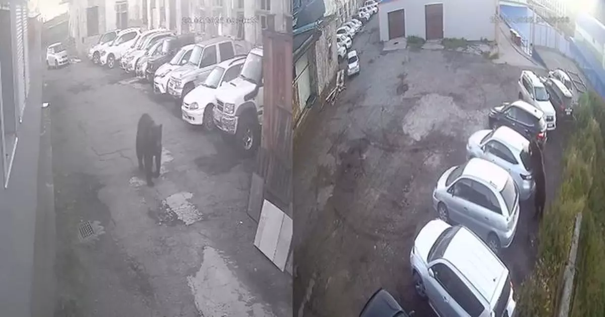 野熊闖市區遊蕩襲擊市民 俄羅斯8旬婦重傷亡 12歲男童裝死逃一劫