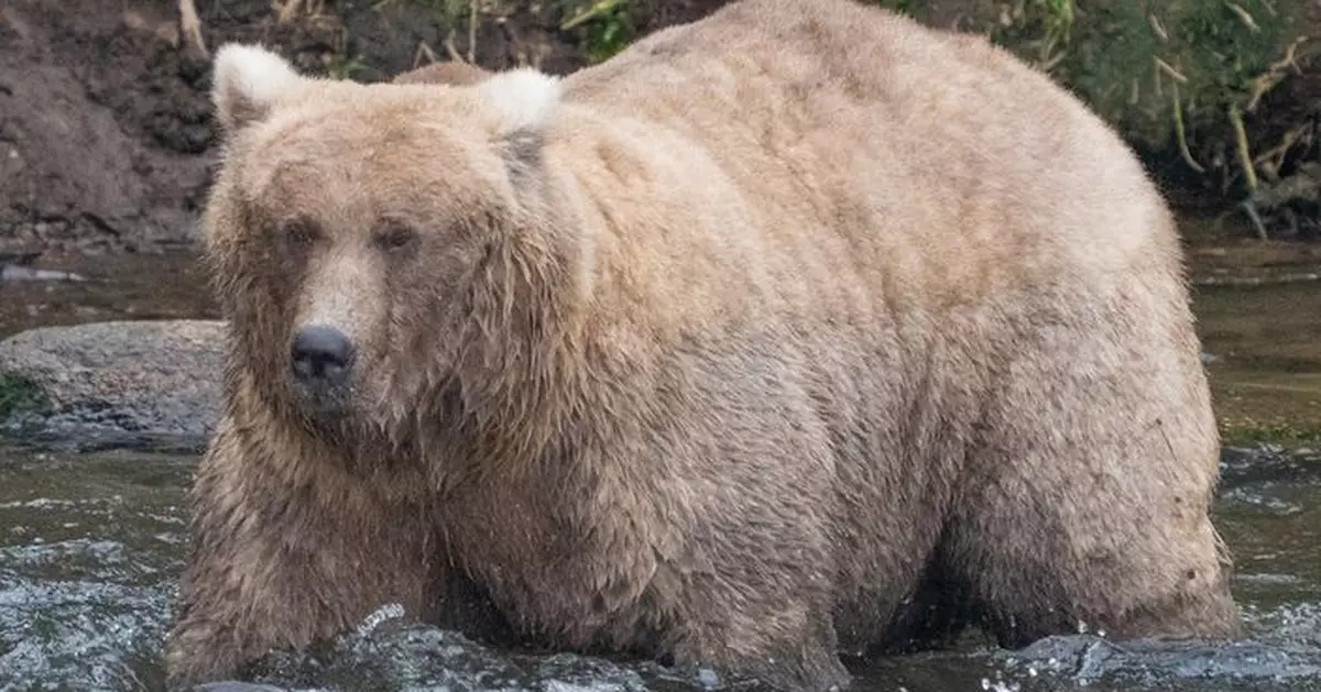 美阿拉斯加開啟「年度胖熊周」12棕熊爭奪「最胖熊王寶座」