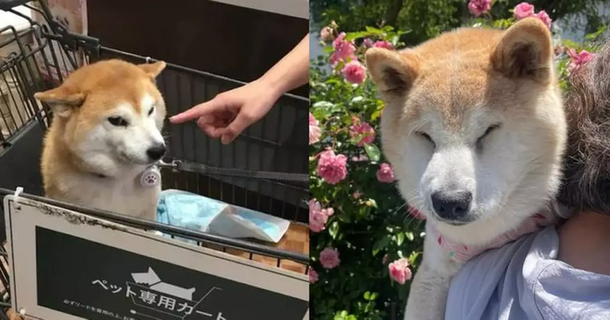 「不可以色色」迷因主角 17歲網紅柴犬Ponsan安詳離世網民不捨道別