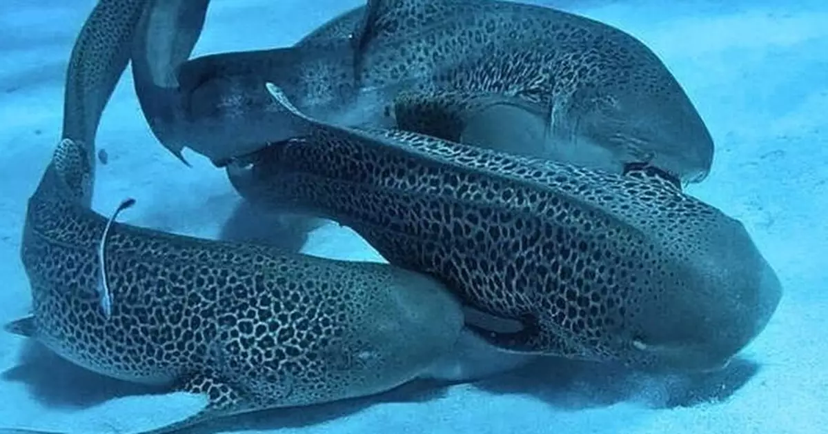 「一雌二雄」多魚運動！豹紋鯊獨特交配行為完整記錄首度曝光