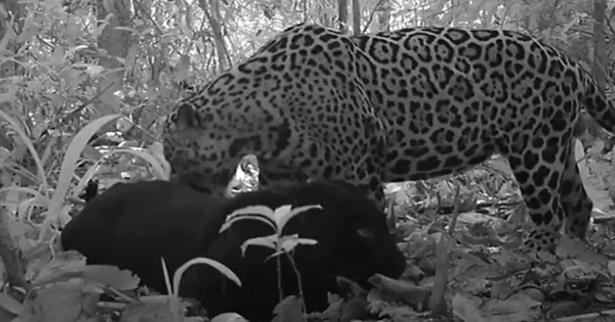 百年一遇奇觀！黑豹與斑點美洲豹野外交配 6分鐘珍貴影像首曝光