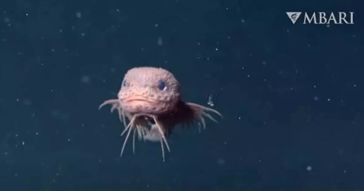 深海不只有怪物！「凹凸獅子魚」現身加州深海峽谷 科學家驚呼：精緻又美麗