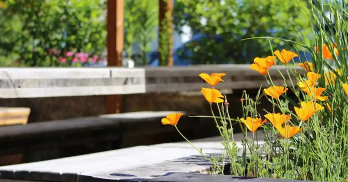 種花也犯法？英74歲寡婦遭鄰居投訴「侵犯隱私」 政府竟要求申請許可