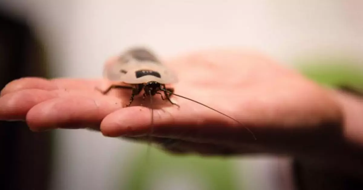 接吻蟲入侵美國32州！CDC警告：恰加斯病恐致心臟衰竭 已現本土病例