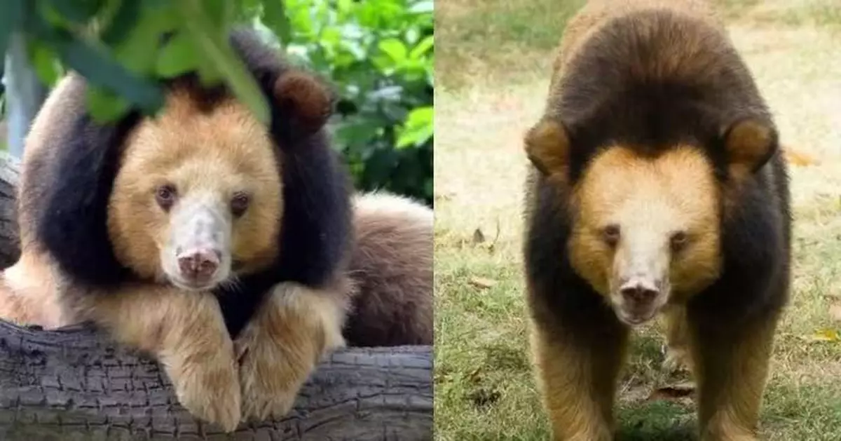 亞洲黑熊基因突變 東南亞動保區曬「金色月熊」影像金毛閃耀似神獸