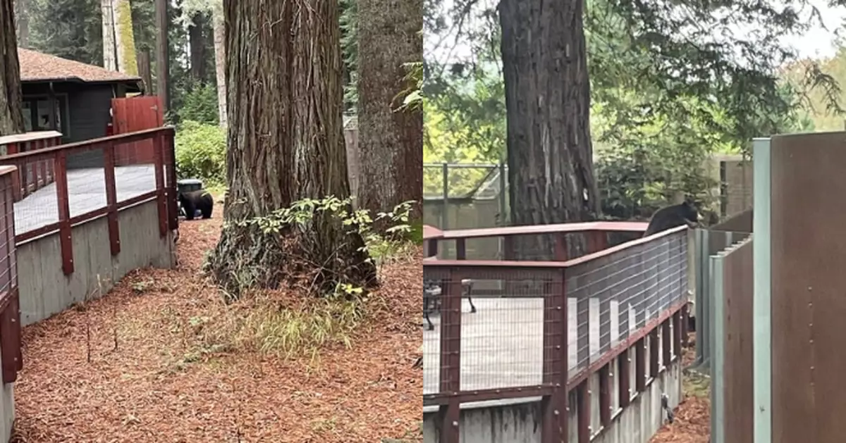 闖入加州動物園 野熊隔圍欄與3熊「禮貌打招呼」後續曝光