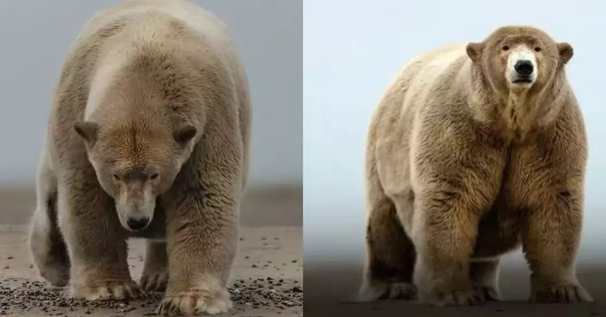 北極熊體重達1500磅渾身是脂肪 冰面搖晃行走似「行走的雪球」爆紅