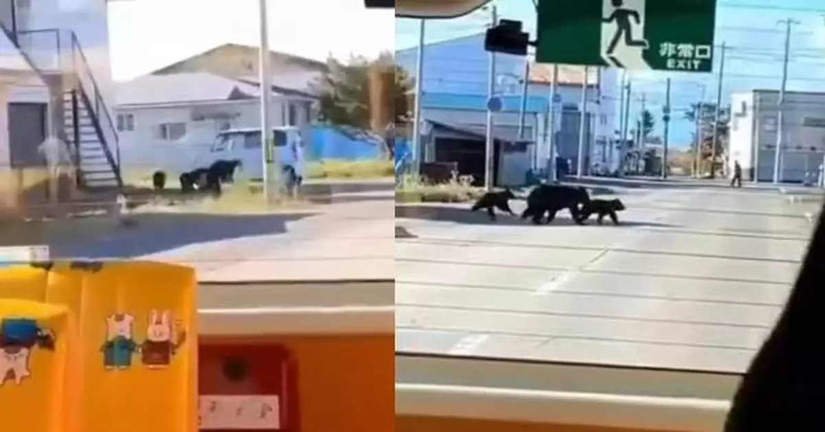 北海道母棕熊帶2幼崽闖住宅區覓食 搭校巴幼稚園孩童目擊嚇到尖叫