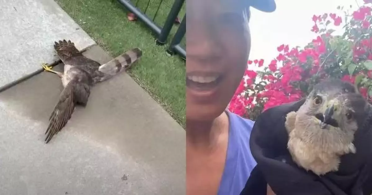 猛禽橫倒路邊疑暴斃 美國女欲埋葬驚覺仍有氣息 專家到場救援助康復