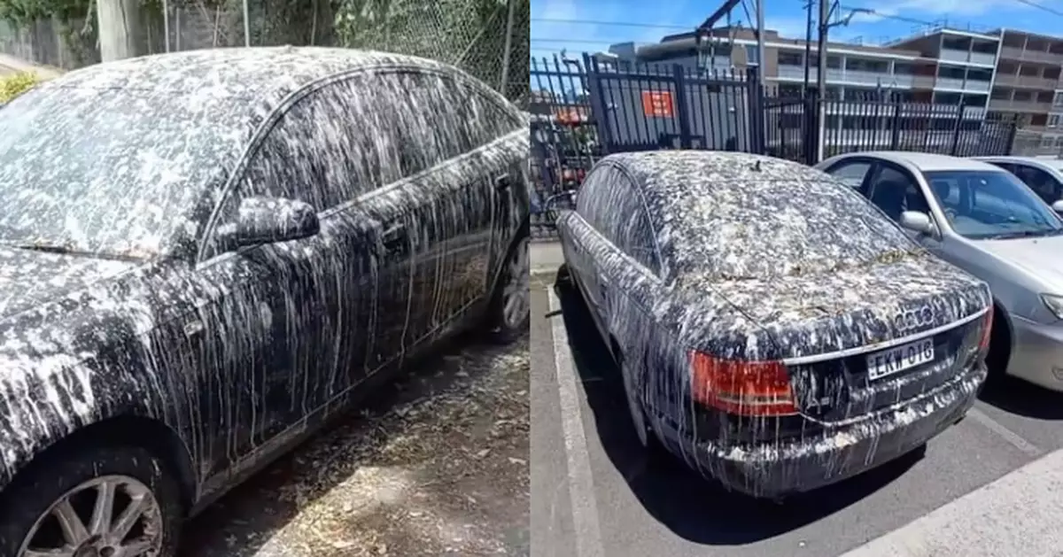 奧迪車停戶外慘變鳥糞靶場 車身遭完全覆蓋難辨原色 研究曝最易中招顏色