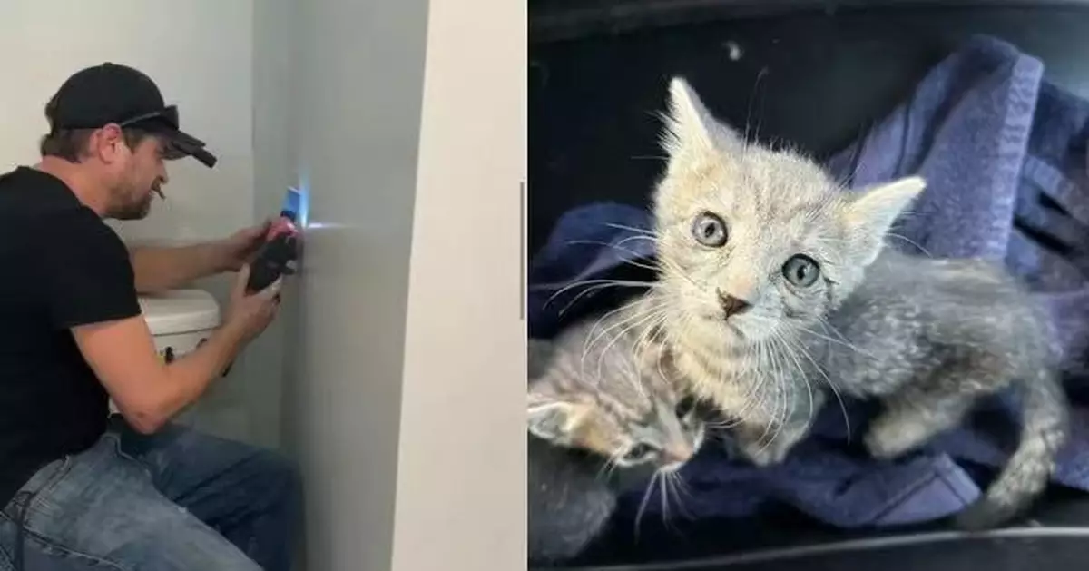 新居浴室牆壁傳「淒厲嚎叫聲」 美屋主鑿破剛裝修墻壁救2受困小貓