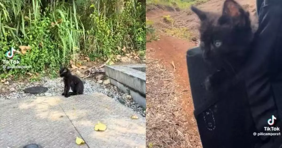 帶寵物犬健行偶遇黏人黑貓仔 夏威夷女放入背包同行5小時後決定收編